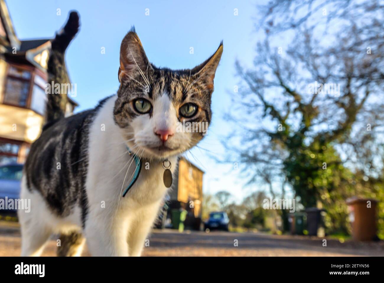 Un gatto domestico passeggiando per le strade Foto Stock