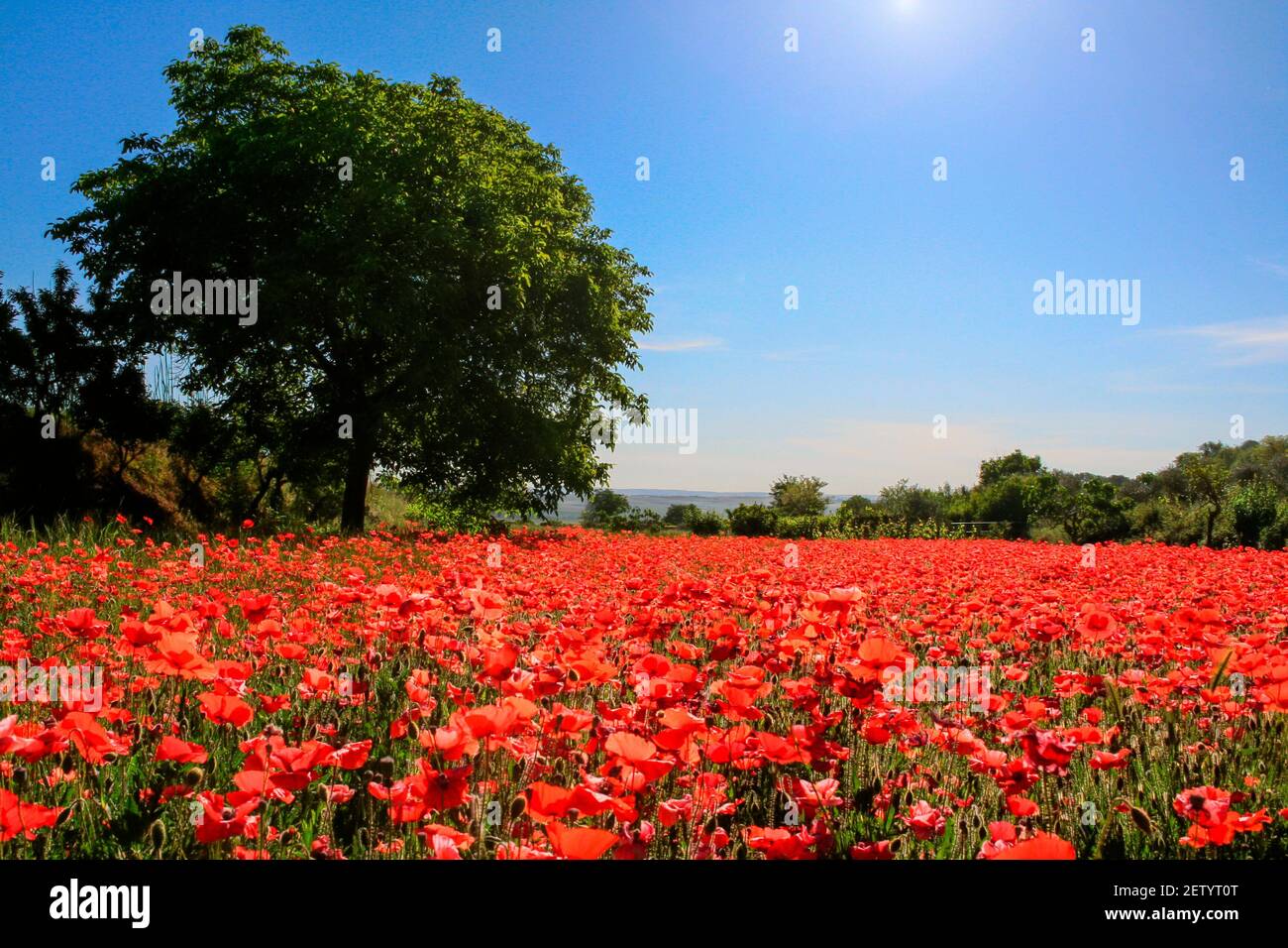 Paesaggio primaverile: Noce in campo papaveri in Basilicata (ITALIA). Scena rurale di Palazzo San Gervaso (potenza). Foto Stock