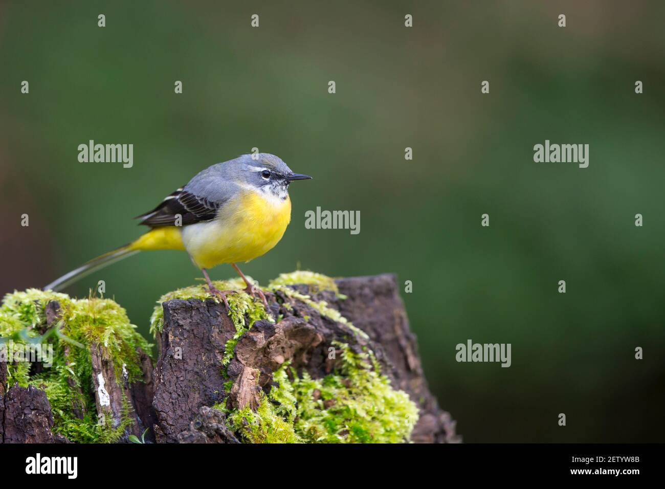 Vista laterale di un uccello di wagtail grigio britannico (Motacilla cinerea) isolato in bosco, perching su muschio coperto corteccia di albero, con spazio di copia. Foto Stock