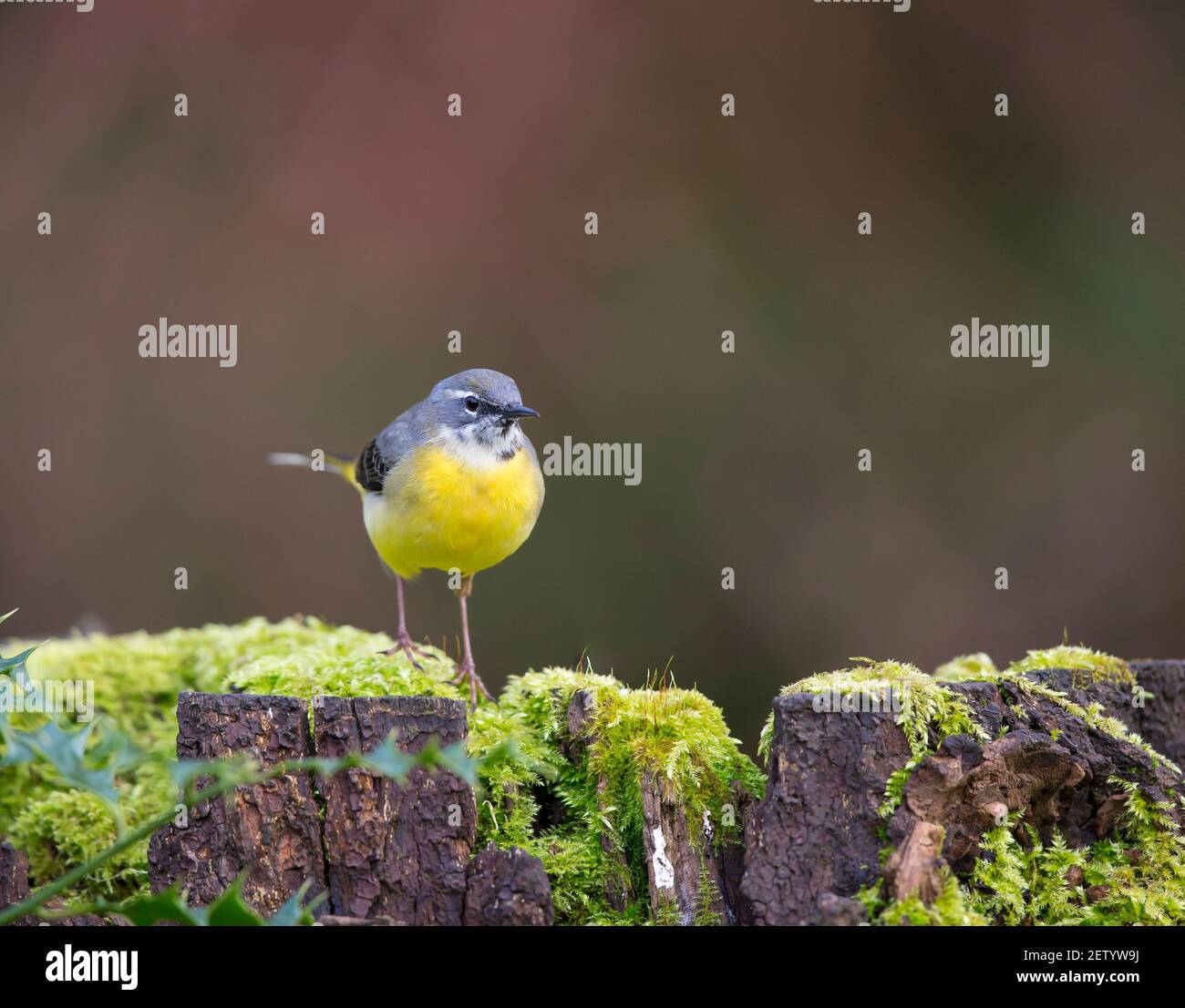 Vista frontale ravvicinata di un selvaggio uccello grigio di coda di cavallo britannico (Motacilla cinerea) in piedi isolati sulla corteccia di albero coperta di muschio in woodland.Copy spazio a destra. Foto Stock