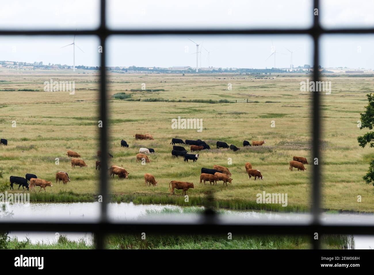 Vista sul pascolo del bestiame da casa colonica off-griglia nella riserva naturale di Elmley, Sheppey Foto Stock