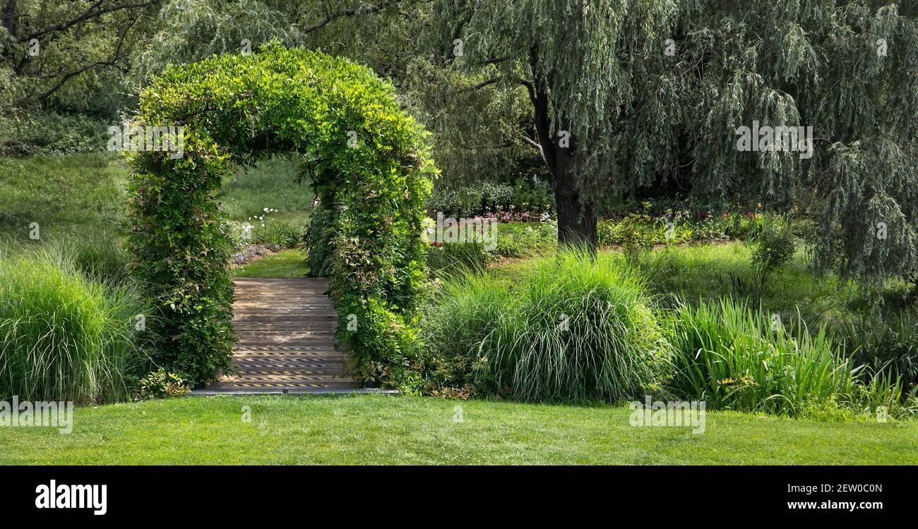 Arbor coperto di viti verdi su un ponte di giardino. Foto Stock