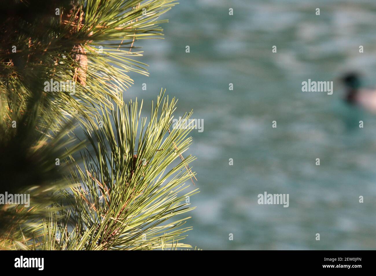 La mia passeggiata in Svizzera Berner Oberland Interlaken con alberi meravigliosi e foresta Foto Stock