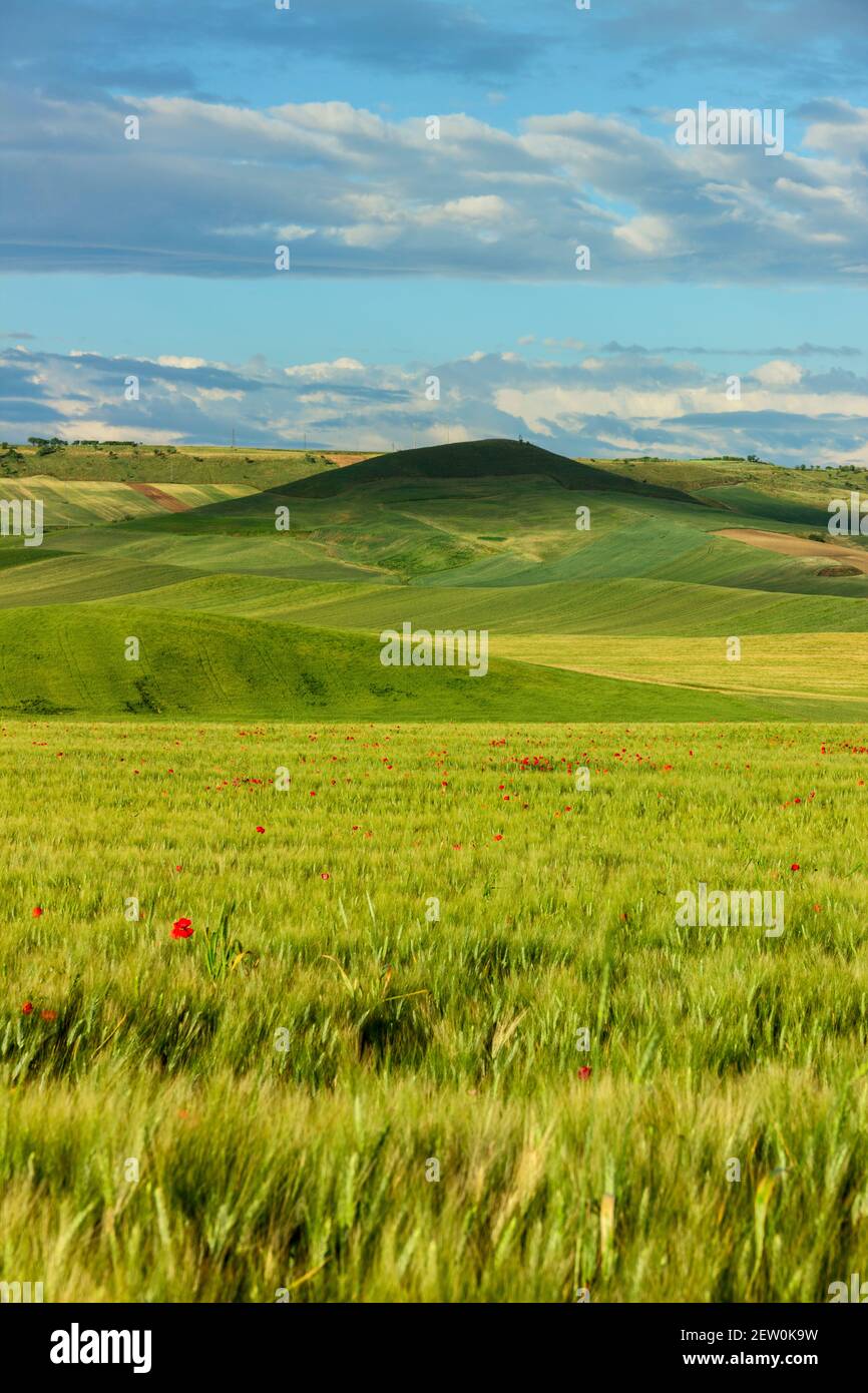 Primavera.tra Puglia e Basilicata: Paesaggio collinare con campi verdi.ITALIA. Campagna primaverile con spighe immature di mais. Foto Stock