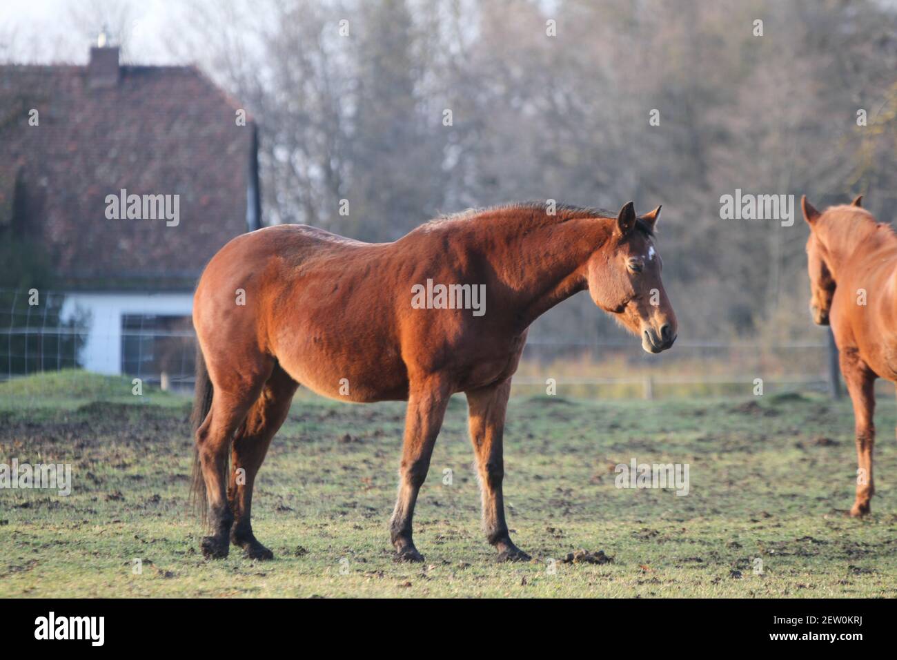 La mia passeggiata a Stoccarda Weilimdorf divertente Animali Cavallo a Schloss Libro di disegno della copertina Solitude progettazione del Calendario Foto Stock