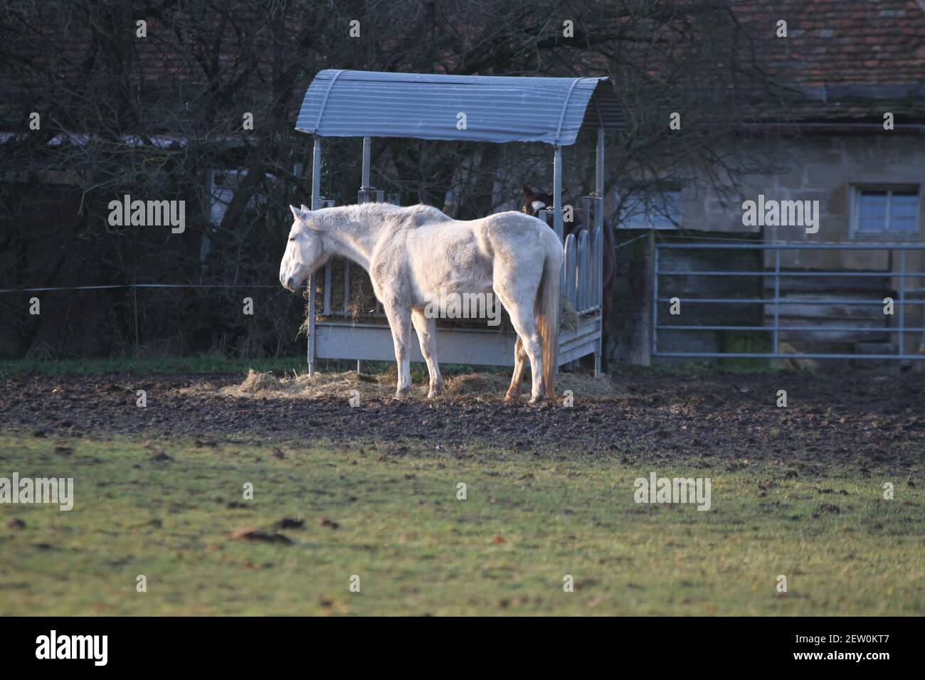 La mia passeggiata a Stoccarda Weilimdorf divertente Animali Cavallo a Schloss Libro di disegno della copertina Solitude progettazione del Calendario Foto Stock