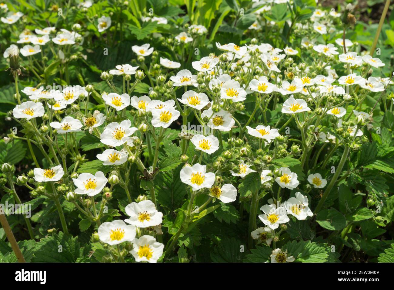 Fioritura delle fragole per primavera su sfondo verde foglio. Sfondo naturale al giorno solare. Foto Stock