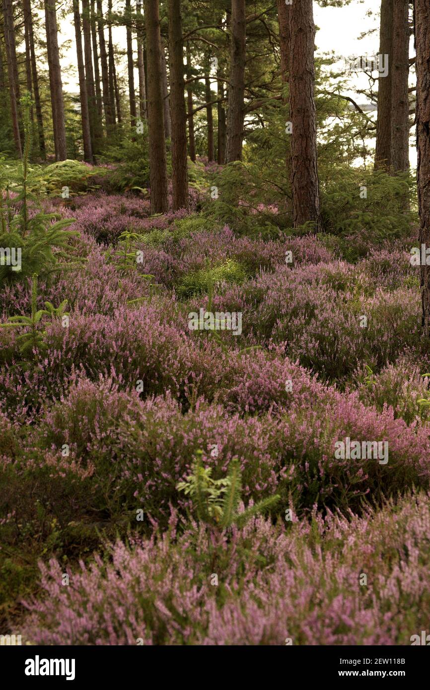Giovane abete Sitka (Picea sitchensis) alberi e erica (Calluna vulgaris), Foresta di Kielder, Northumberland, Inghilterra, Regno Unito Foto Stock