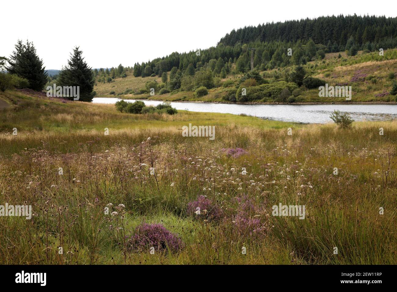 Fiori selvatici, con un braccio di Kielder Water Beyond, Northumberland, Inghilterra, Regno Unito Foto Stock