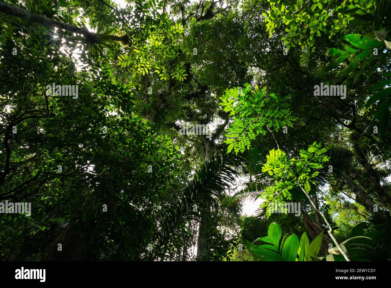 Guardando verso il tettuccio dall'interno del Foresta pluviale atlantica del Brasile sud-orientale Foto Stock