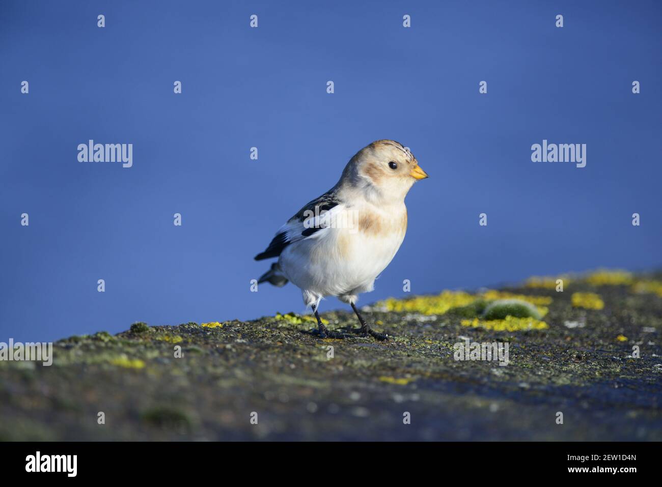 Zigolo delle nevi Foto Stock