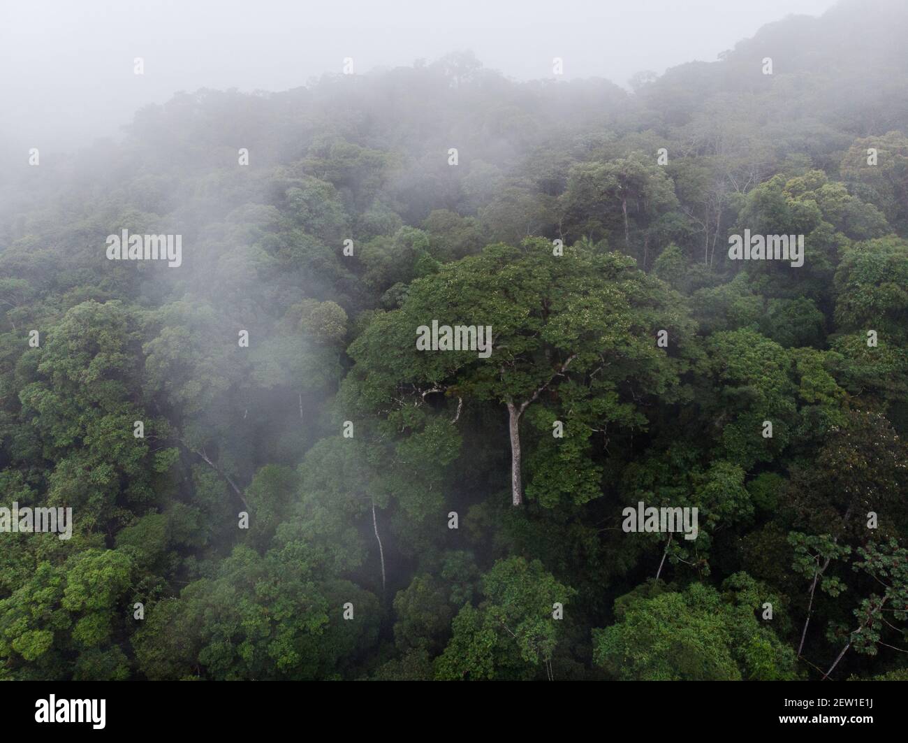 Un albero gigante di Jatobá (Hymanaea courbaril) Si distingue nella nebbiosa foresta pluviale atlantica primaria di se Brasile Foto Stock