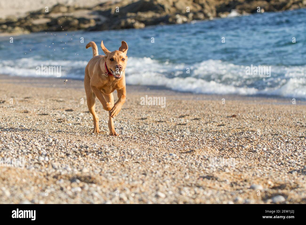 Un cane labrador Retriever in forma e attivo lungo una spiaggia di ciottoli durante una partita di fetch Foto Stock