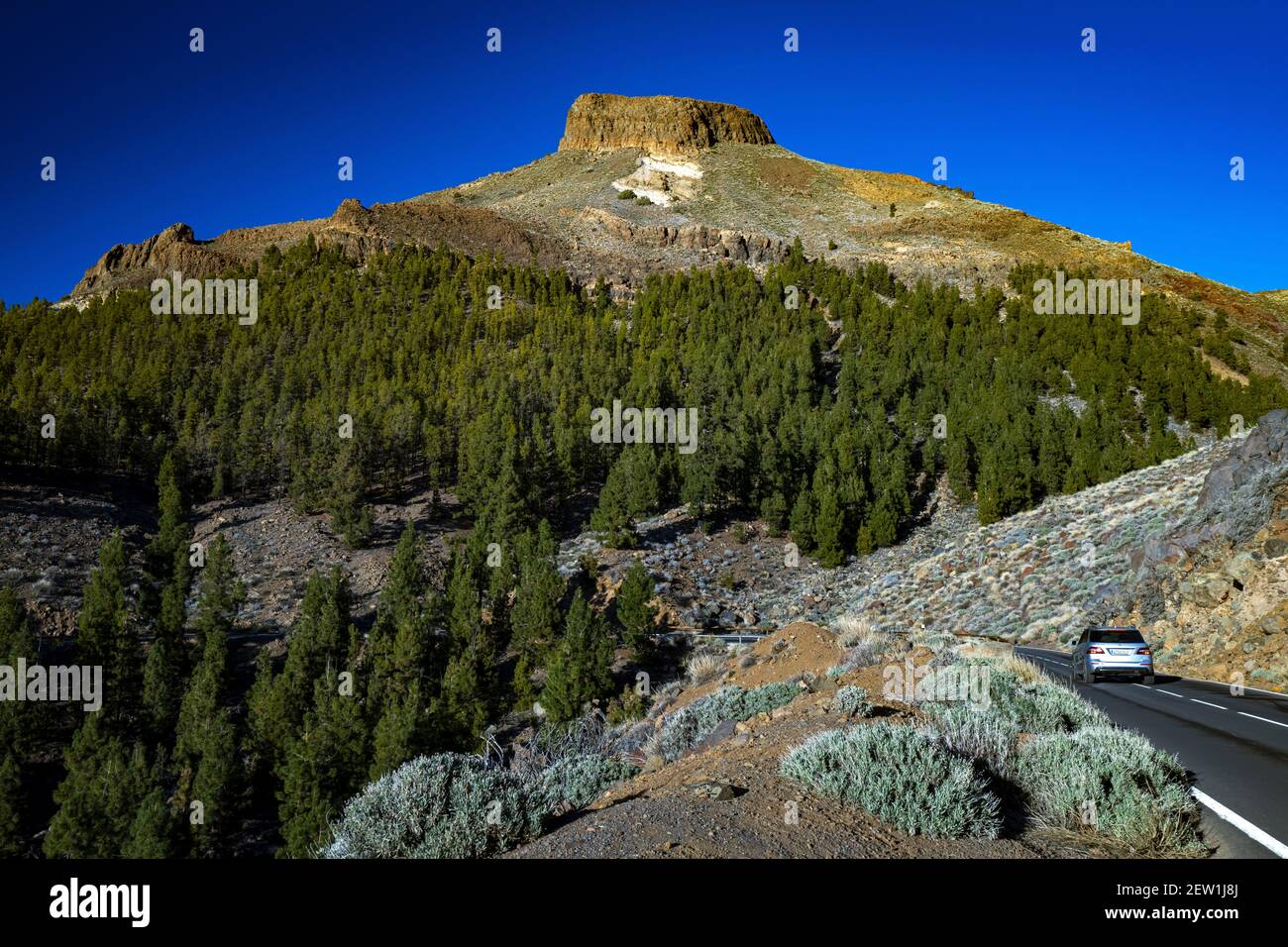 Spagna, Isole Canarie, Tenerife, Parque Natural de Corona Forestal Foto Stock