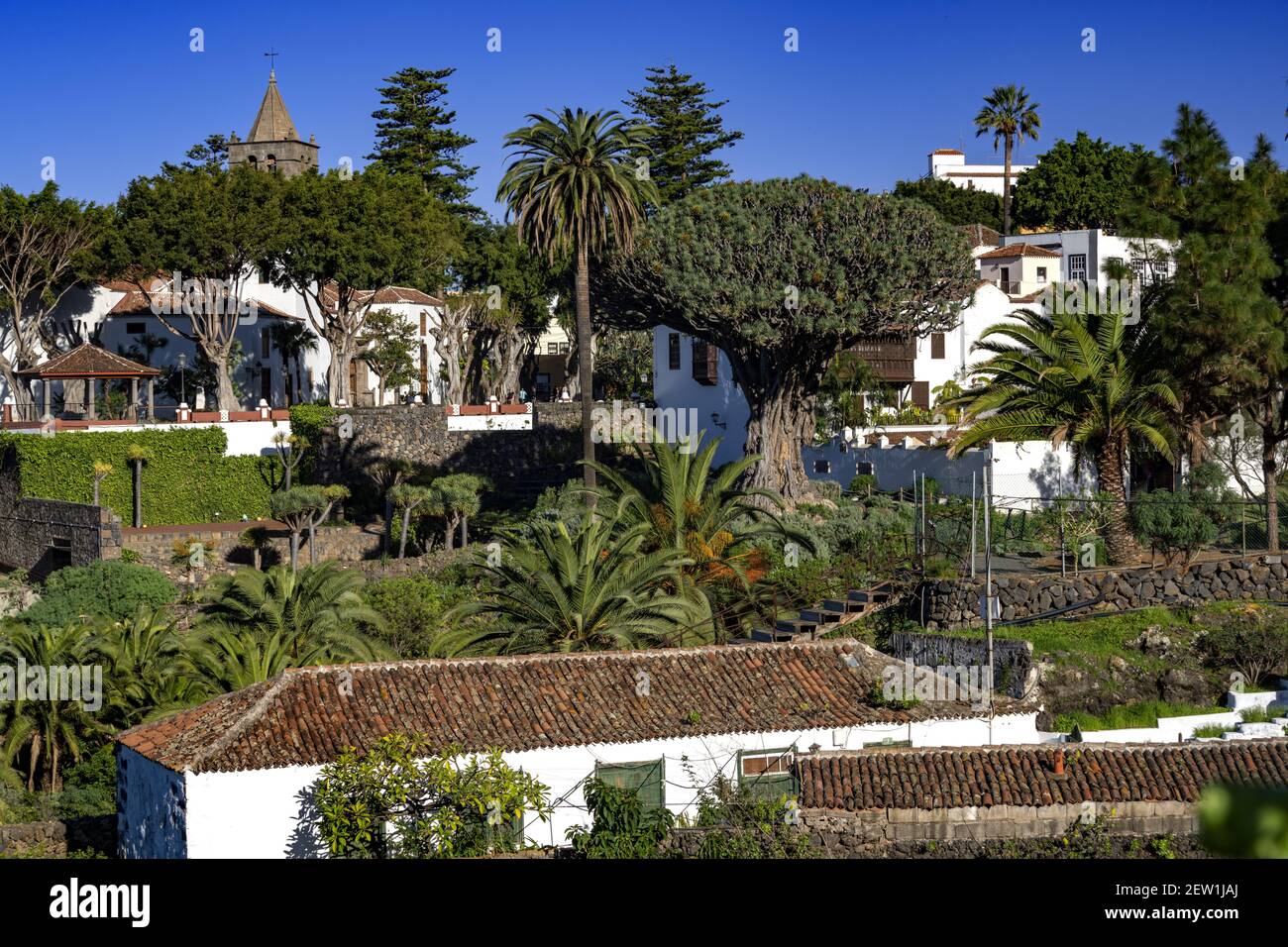 Spagna, Isole Canarie, isola di Tenerife, Puerto de la Cruz, l'albero del Drago millenario Foto Stock