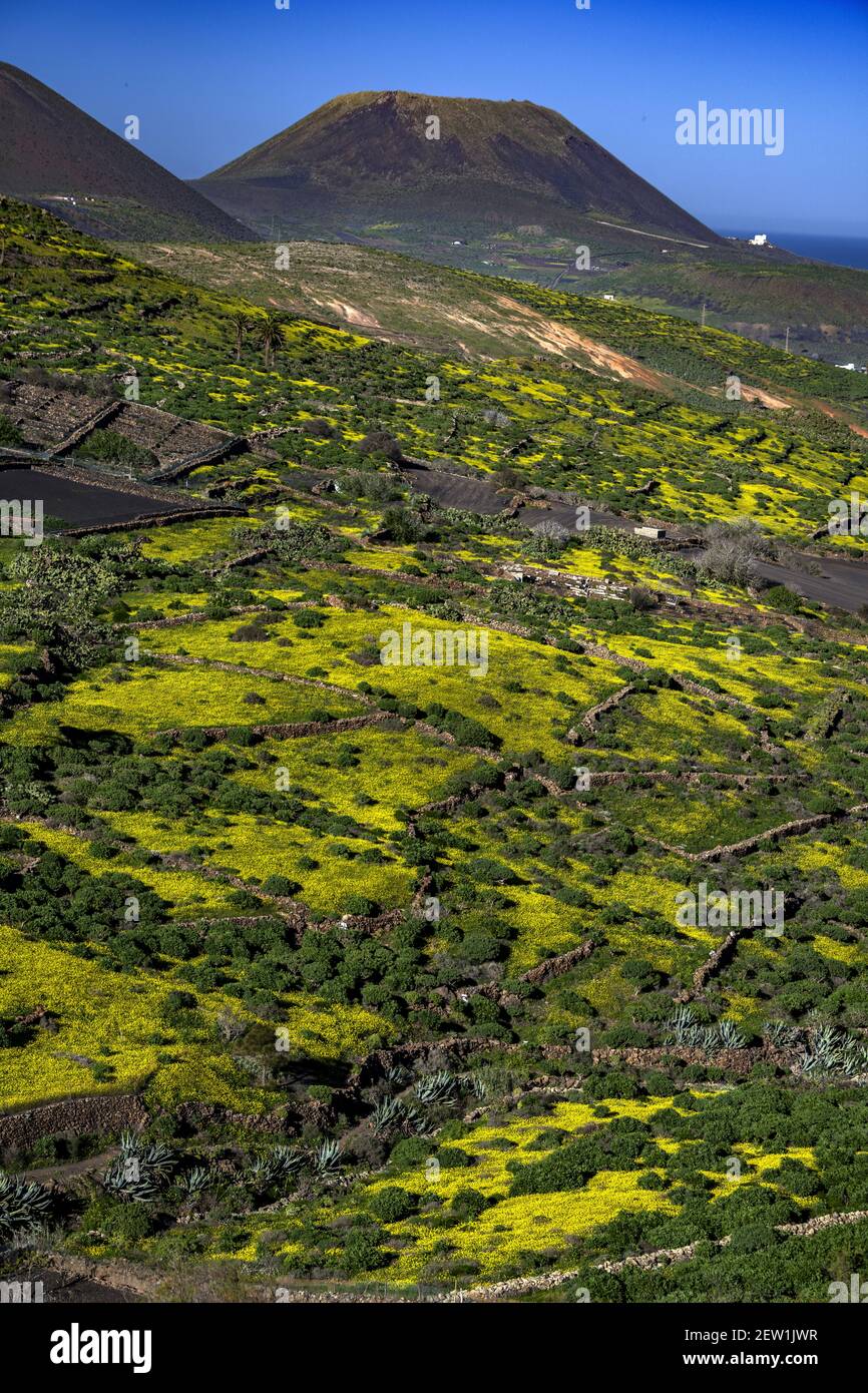 Spagna, Isole Canarie, Lanzarote, Haria Foto Stock