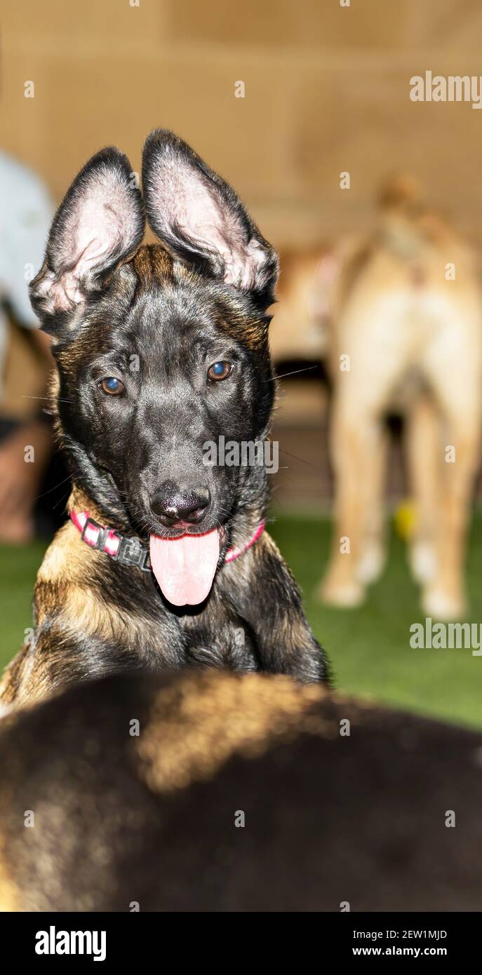 Un simpatico cucciolo belga Malinois con le orecchie rivolte verso l'alto E un cucciolo di Labrador sullo sfondo Foto Stock