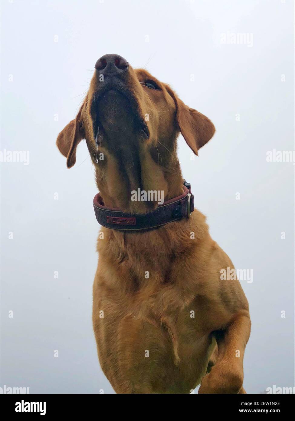 Sotto un cane Labrador Retriever guardando in su e puntando con drool Foto Stock