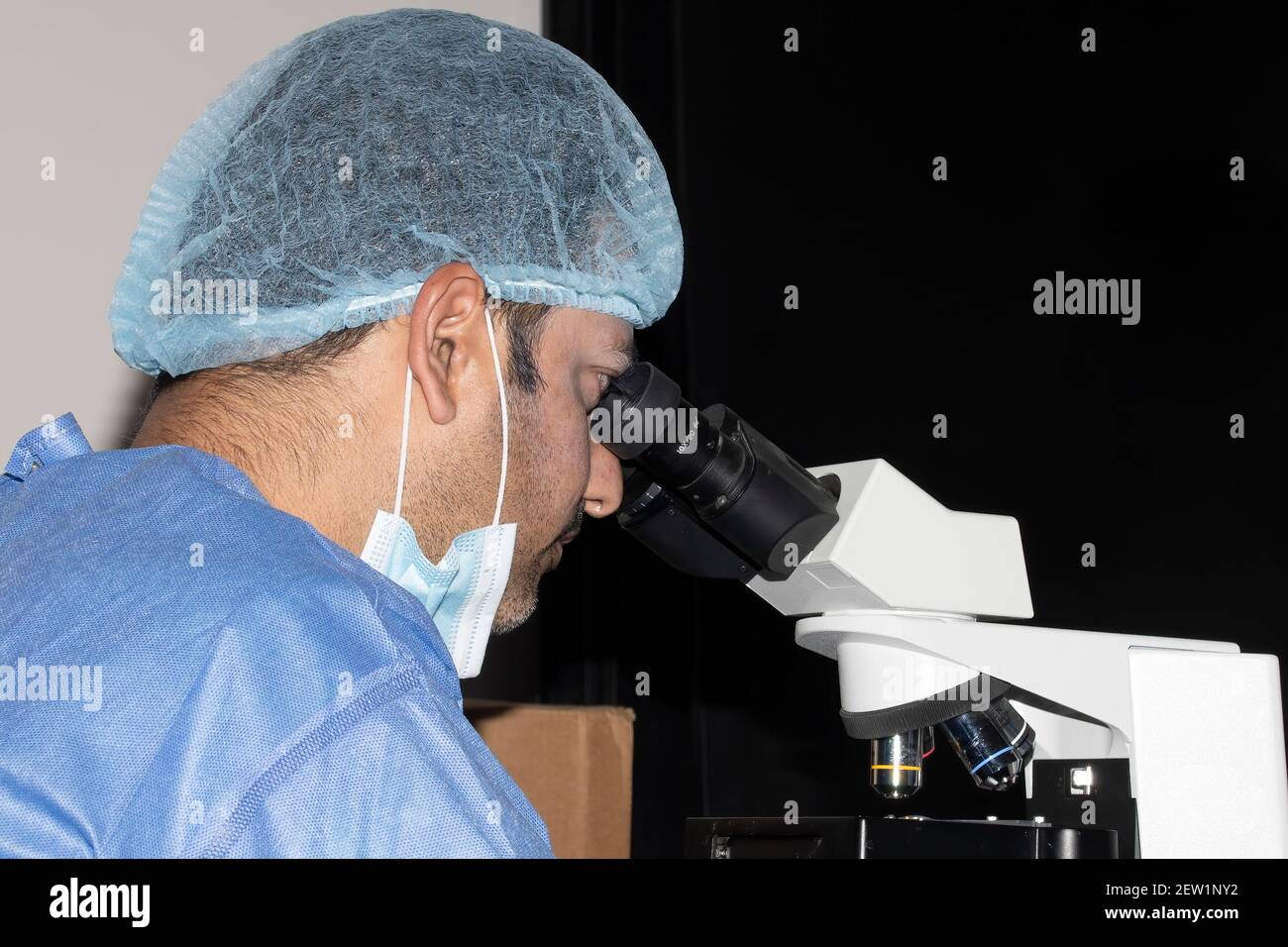 Un veterinario professionale utilizza un microscopio per cercare parassiti Foto Stock