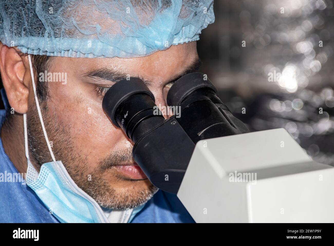 Un veterinario professionale utilizza un microscopio per cercare parassiti Foto Stock