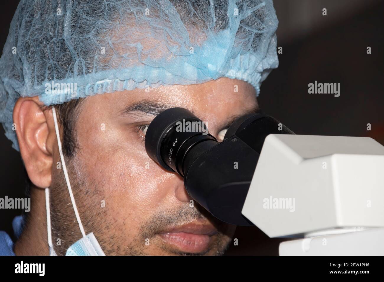 Un veterinario professionale utilizza un microscopio per cercare parassiti Foto Stock