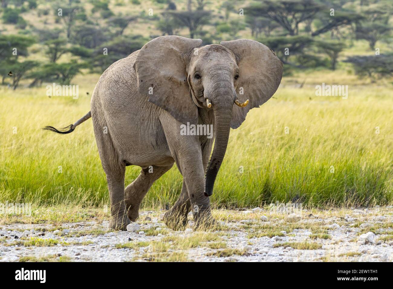 Kenya, Shaba National Reserve, African Elephant (Loxodonta africana), carica Foto Stock