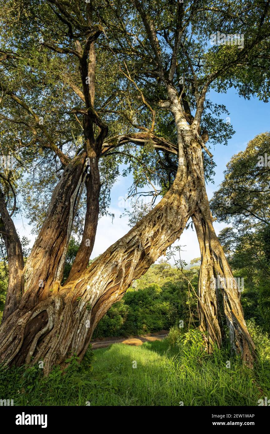 Kenya, Marsabit National Park, fico albero Foto Stock