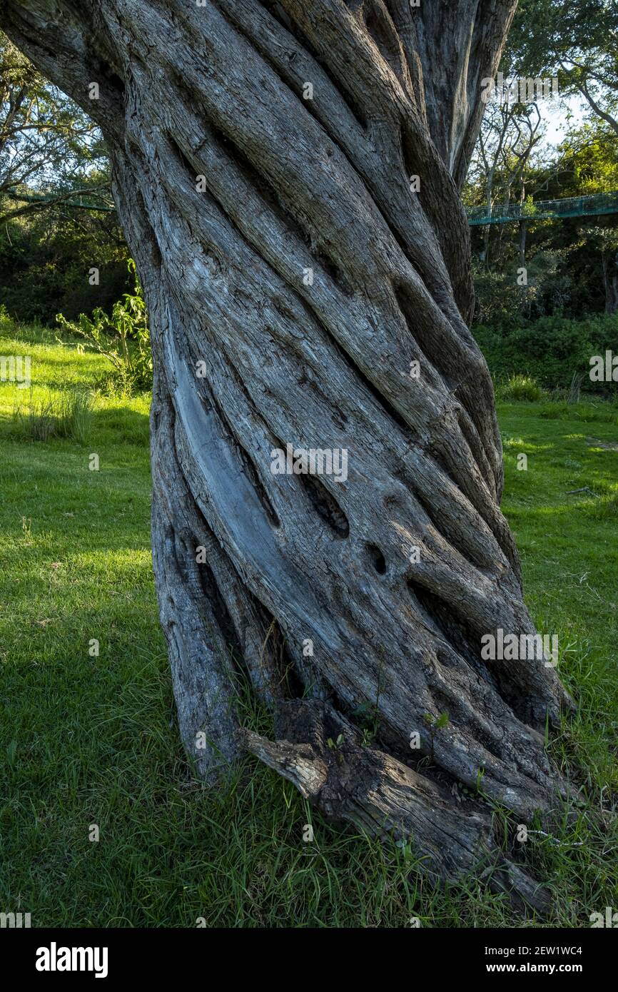 Kenya, intorno al Monte Kenya, strangler fico albero Foto Stock