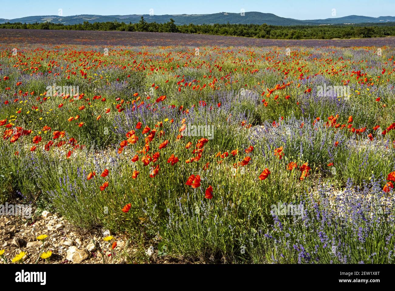 Francia, Vaucluse, nei pressi di Sault, lavanda (Lavandula sp) e papaveri in giugno, Foto Stock