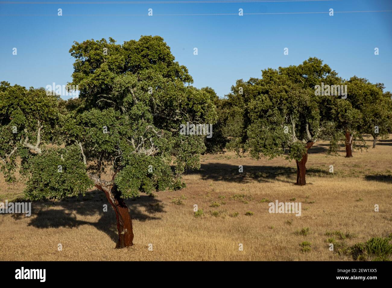 Spagna, Estremadura, confine del Parco Nazionale di Monfragüe, quercia da sughero Foto Stock