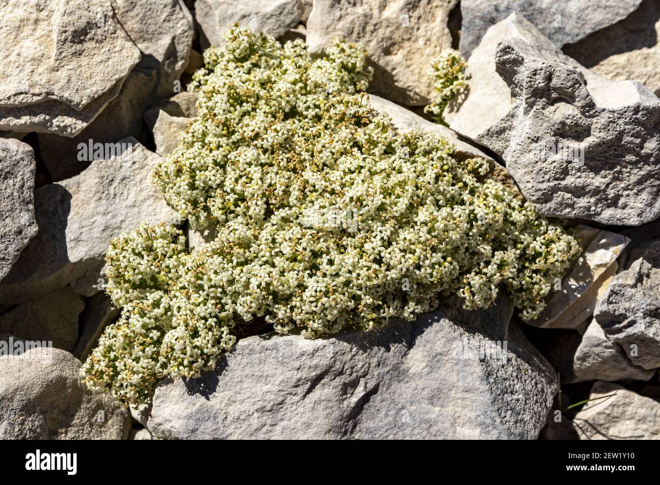 Francia, Vaucluse, vetta del Mont Ventoux, gaillet des Rochers (Galium saxatile) nel mese di giugno in rocce scree Foto Stock