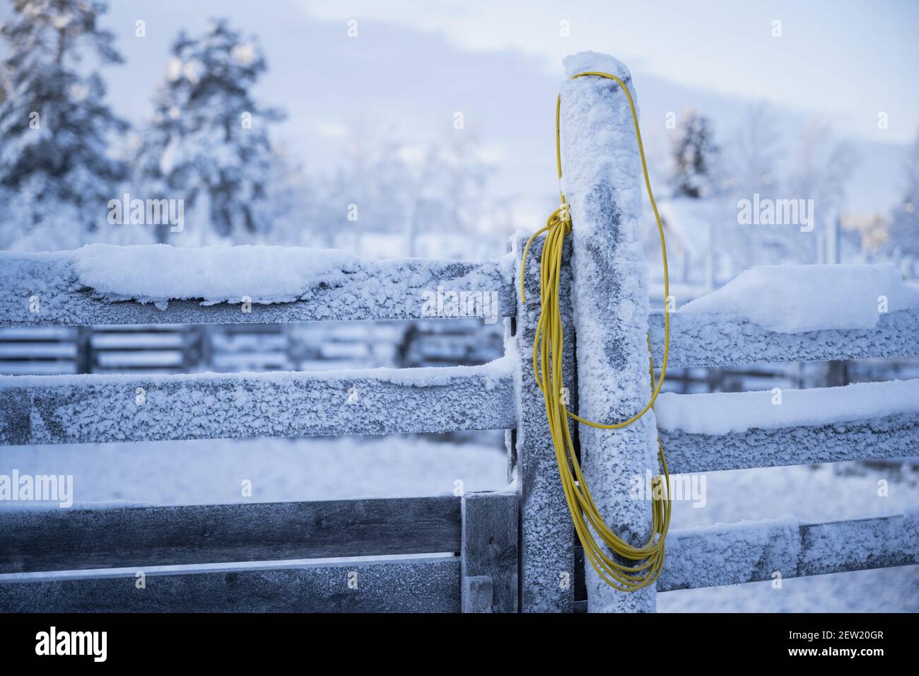 FINLANDE, Lapponia, Kittila, lasso uso per la cattura di renne (Rangifer tarandus) Foto Stock