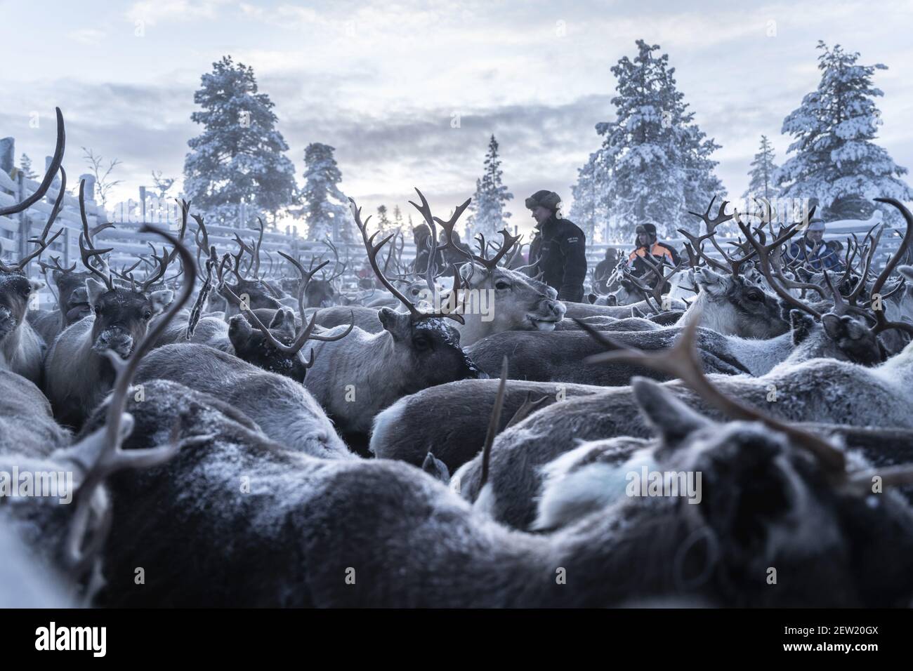 FINLANDE, Lapponia, Kittila, raccolta di renne in inverno (Rangifer tarandus) Foto Stock