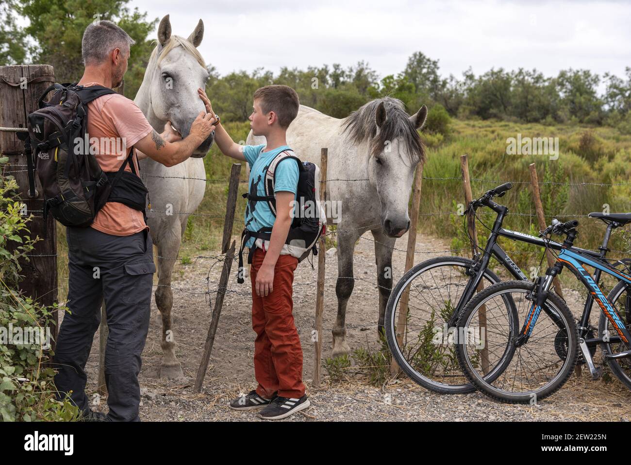 Francia, Gard, Aigues-Mortes, Saint-Laurent-d'Aigouze, ViaRhôna, padre e figlio in posa davanti a cavalli Camargues Foto Stock