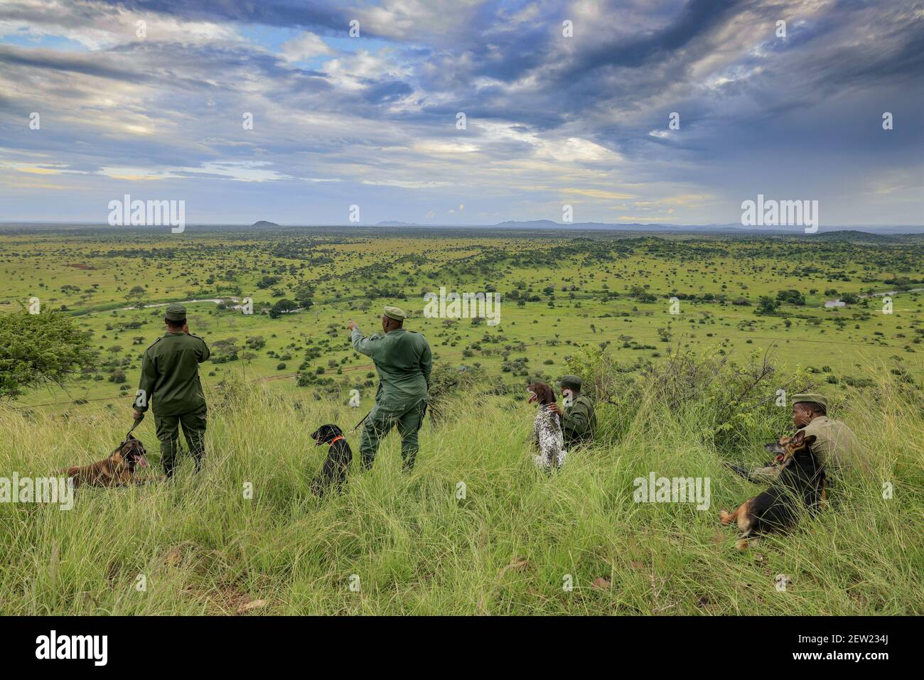 Tanzania, Parco Nazionale Serengeti, Ikoma, l'unità K9 è fuori, i ranger sono stati guardando l'orizzonte, per 3 anni non è stato osservato alcun elefante bracconaggio nel parco, grazie all'introduzione di cani dall'unità K9, e lo spiegamento di numerosi ranger (300) Foto Stock