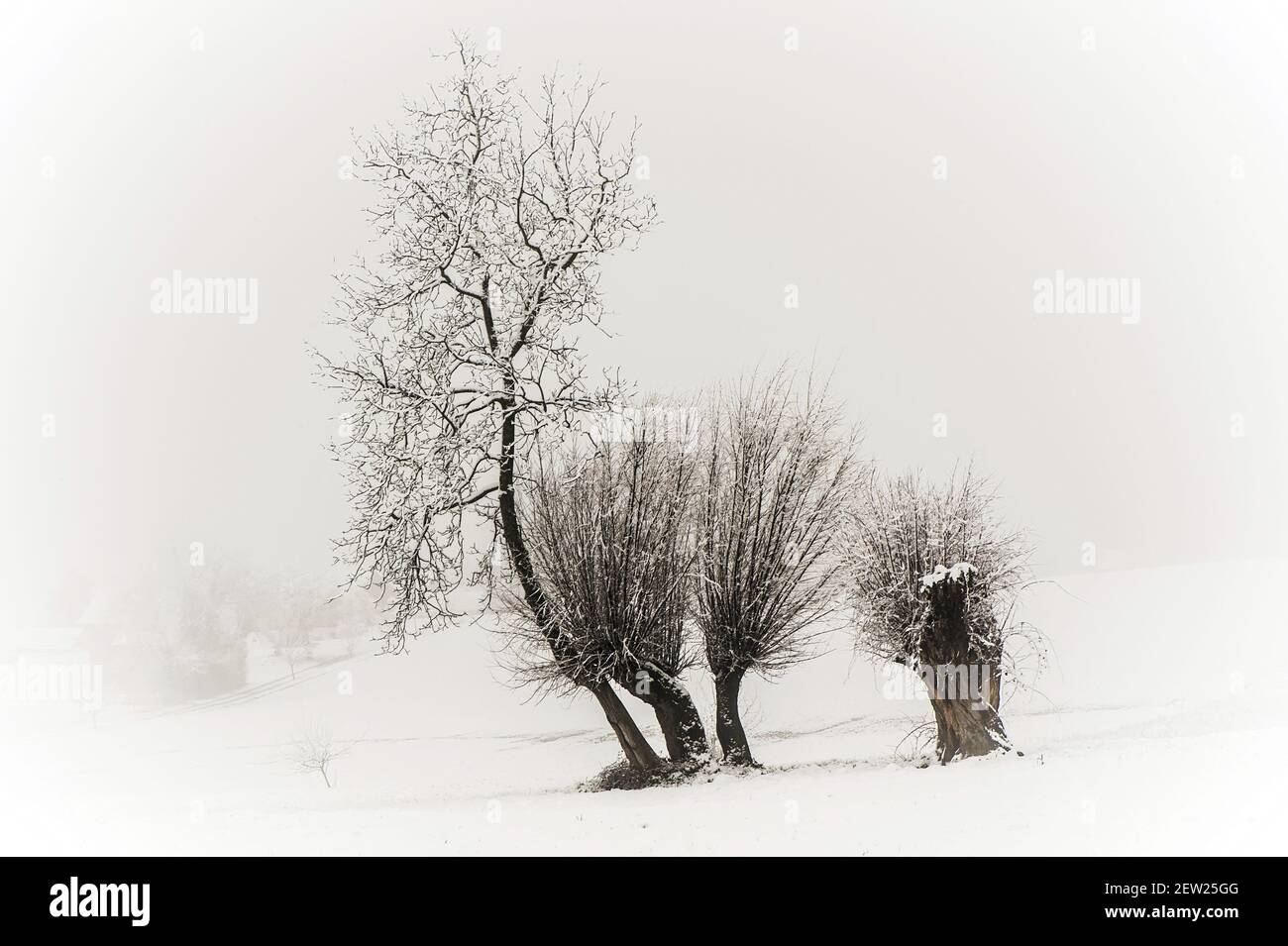 Francia, alta Savoia, Albanais, Rumilly, alberi di noce e strada sotto neve fresca nella campagna del comune di Versonnex Foto Stock
