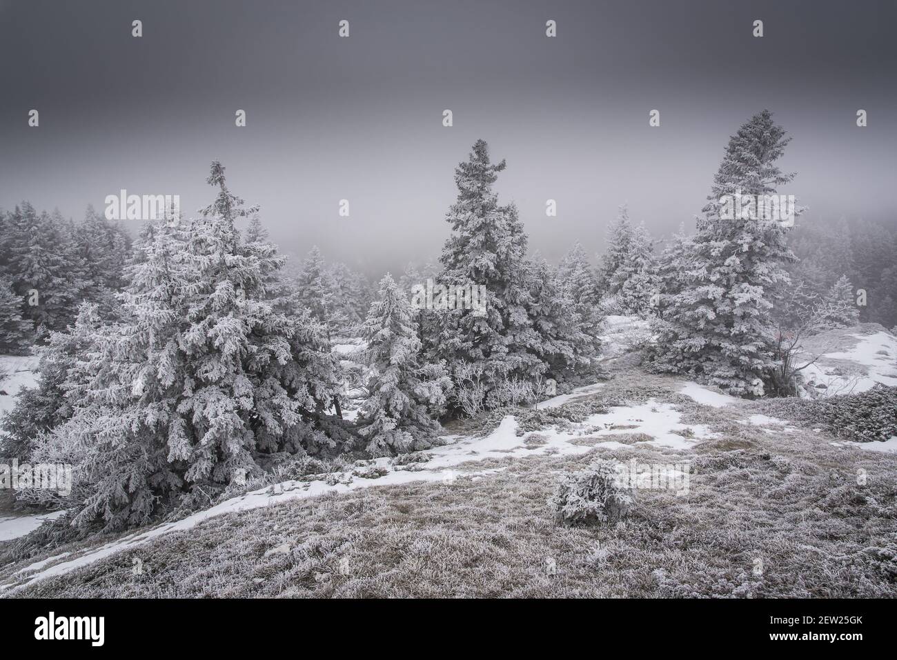 Francia, Ain, massiccio del Giura, prima neve sugli abeti del parco naturale regionale al cret de la Goutte sopra il villaggio di Menthieres. Foto Stock