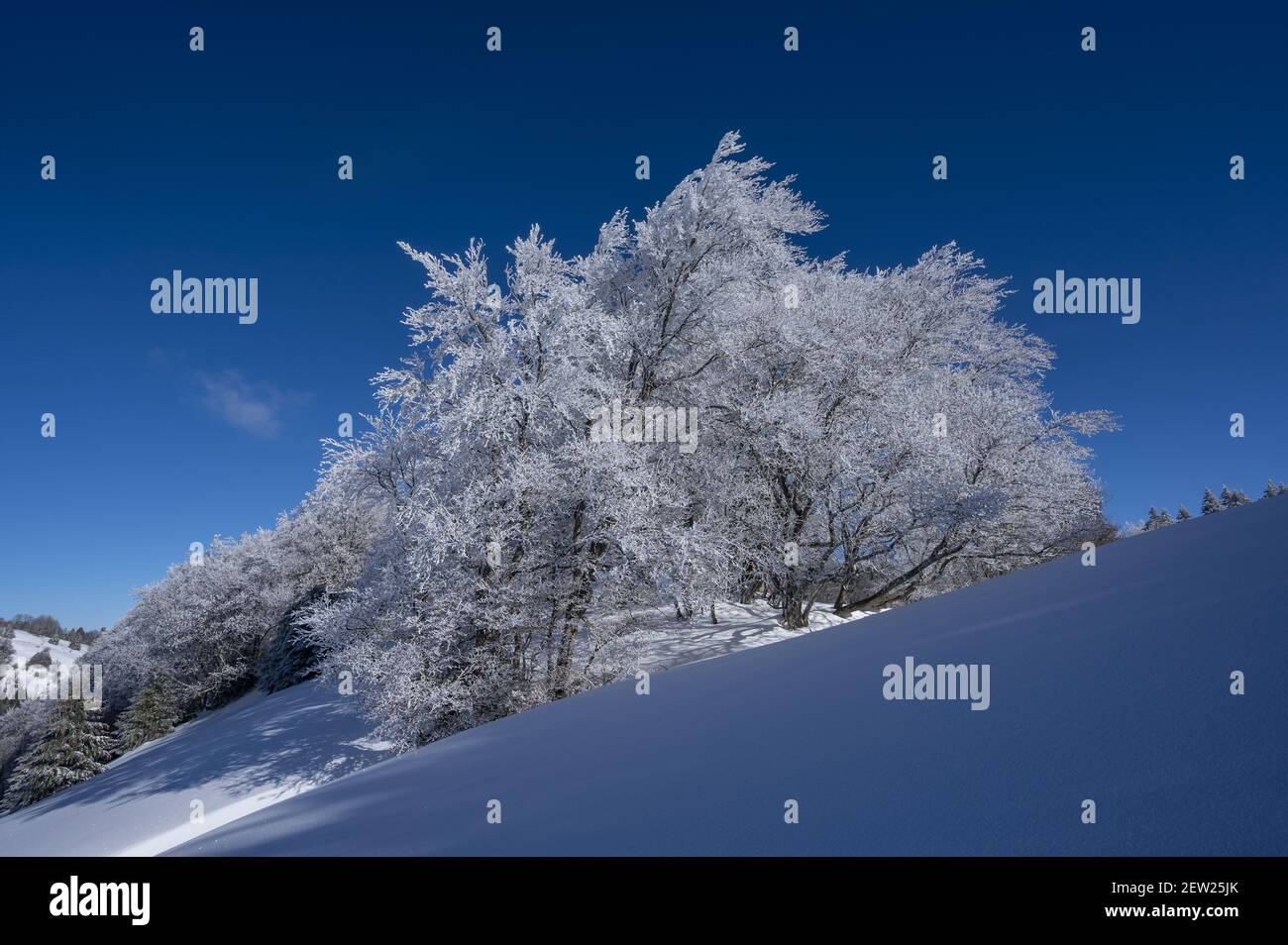 Francia, Savoia, massiccio dei Bauges, parco naturale regionale, Arith, Nelle valli del Culaz, boschetto di alberi ricoperti di neve fresca Foto Stock