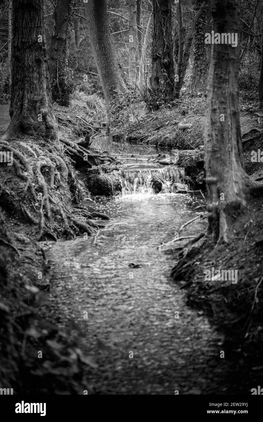 Tranquillo ruscello boscoso e cascata paesaggio naturale nel tardo inverno Foto Stock