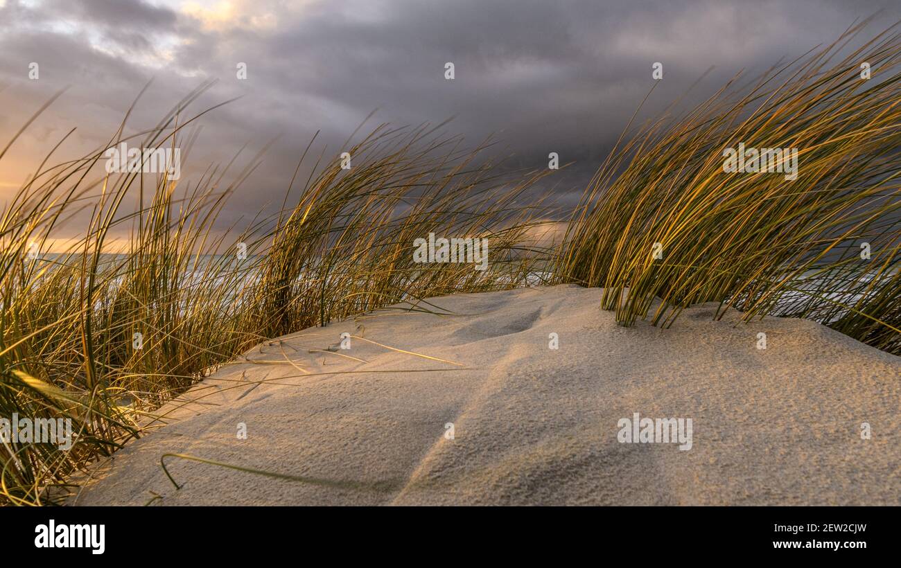 Francia, Somme, Baie de Somme, Saint-Valery-sur-Somme, le dune di Marquenterre tra Fort-Mahon e la Baie d'Authie al tramonto, una tempesta di tuoni arriva dal mare e oscura l'orizzonte Foto Stock