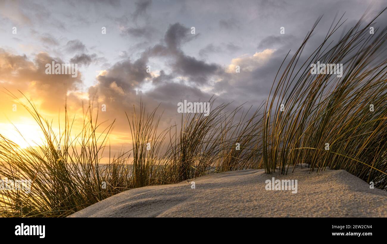 Francia, Somme, Baie de Somme, Saint-Valery-sur-Somme, le dune di Marquenterre tra Fort-Mahon e la Baie d'Authie al tramonto Foto Stock