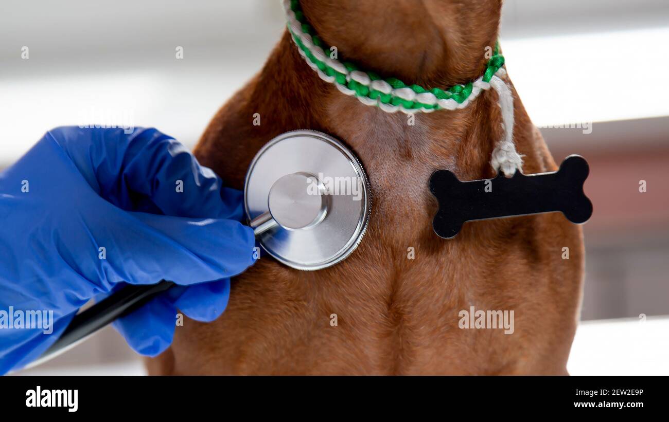 L'animale domestico è esaminato da un veterinario presso un ospedale veterinario. Foto Stock