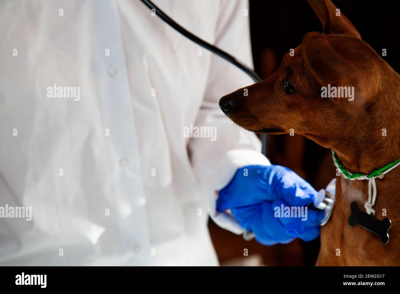 Un cane nella clinica di veterinario. Prendersi cura e aiutare gli animali. Foto Stock