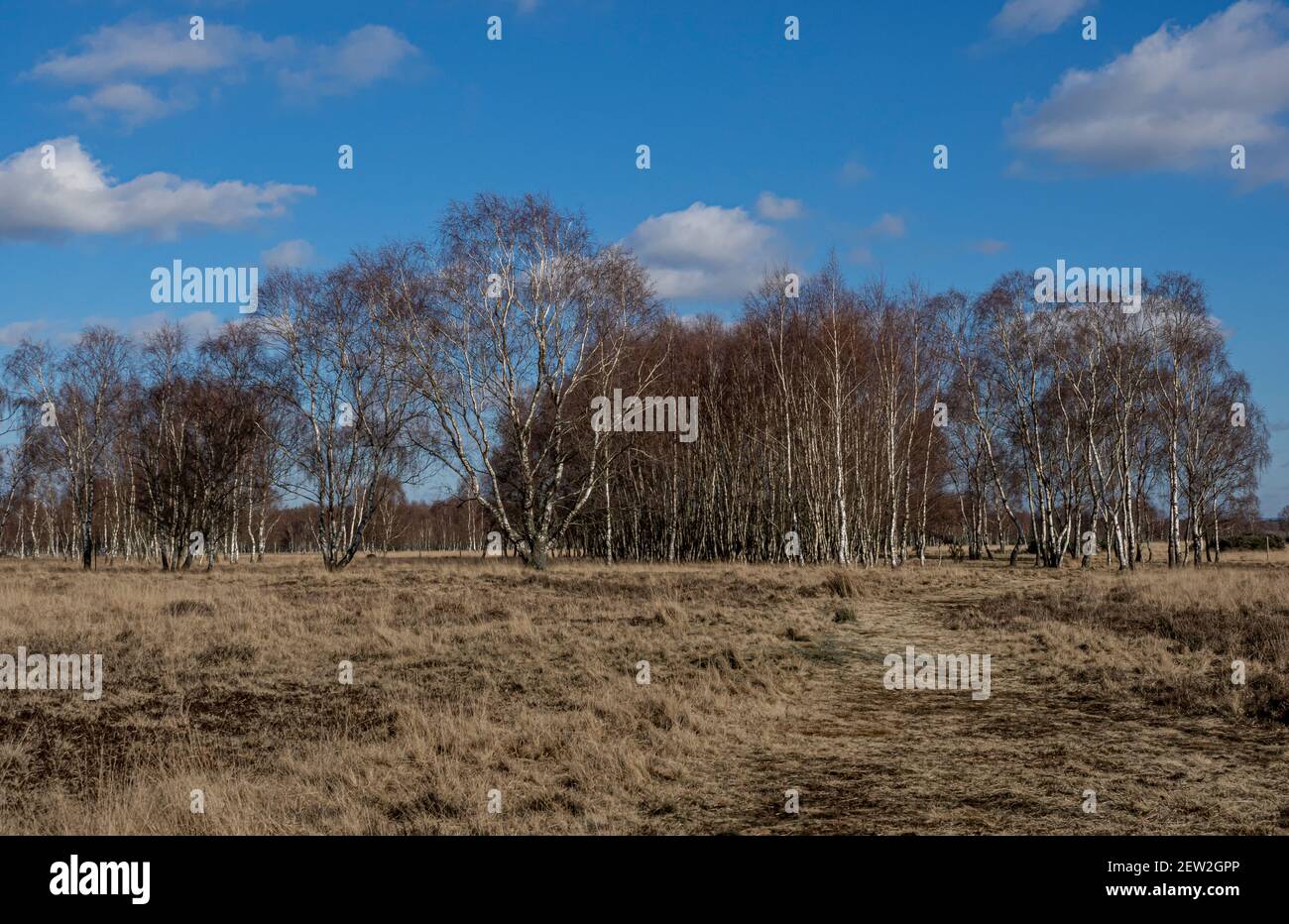 Alberi di betulla d'argento in inverno. Strensall Common, York, Regno Unito Foto Stock