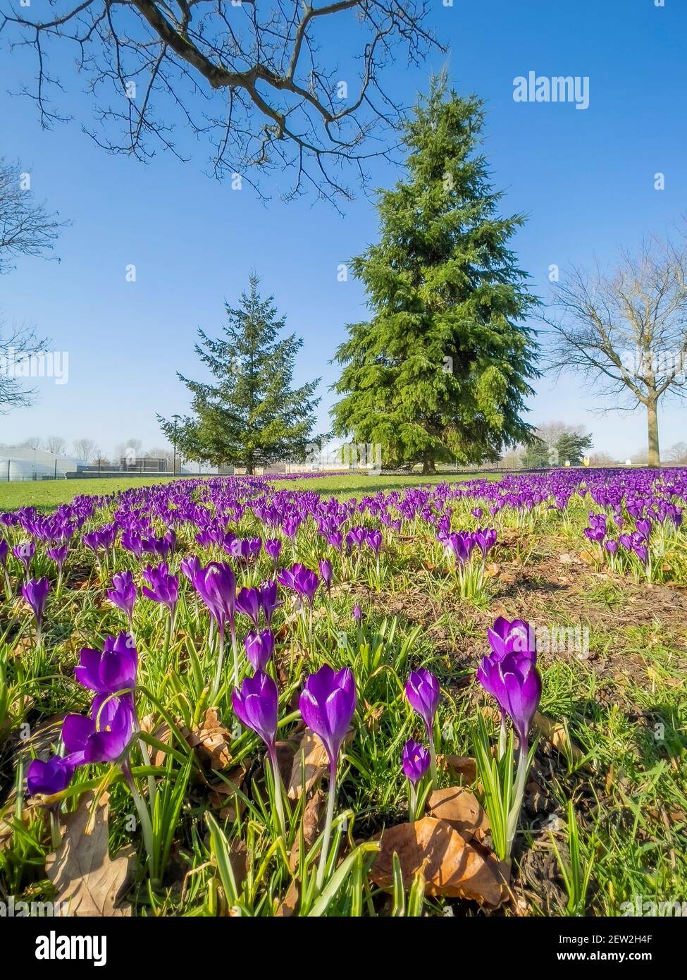 Fiori di Crocus in erba all'Università di York Foto Stock