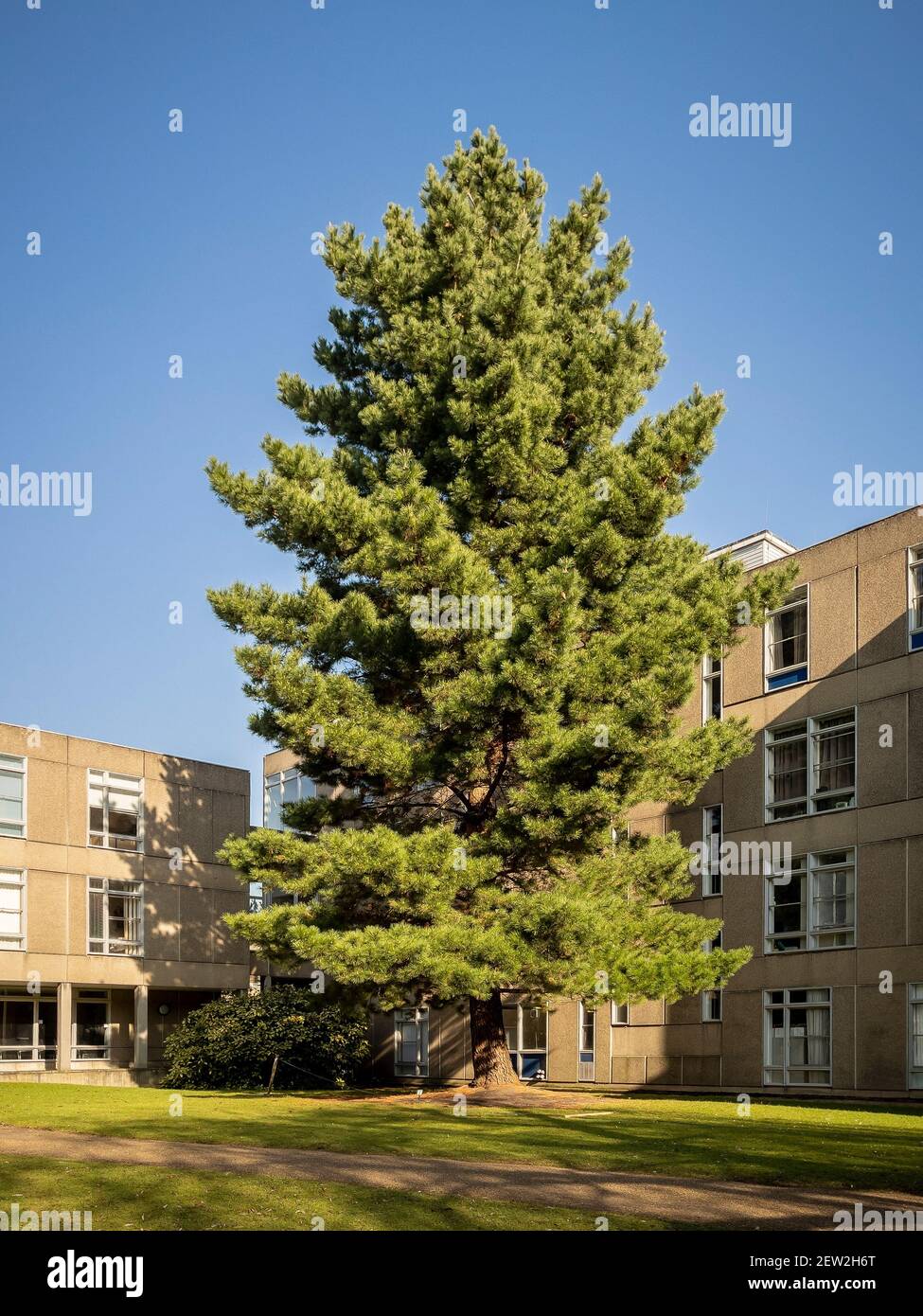 Monterey Pine (Pinus radiate) albero fuori Derwent College, York University, Regno Unito Foto Stock