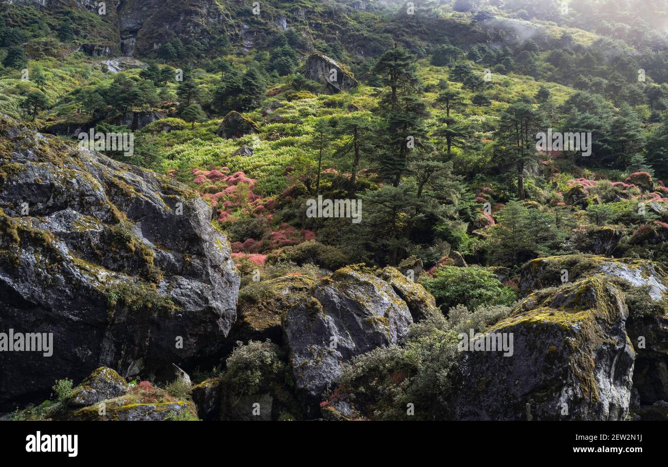 Fiori selvatici in piena fioritura in aspro paesaggio montano con roccia e altre piante in estate vicino a Tawang, Arunachal Pradesh, India. Foto Stock