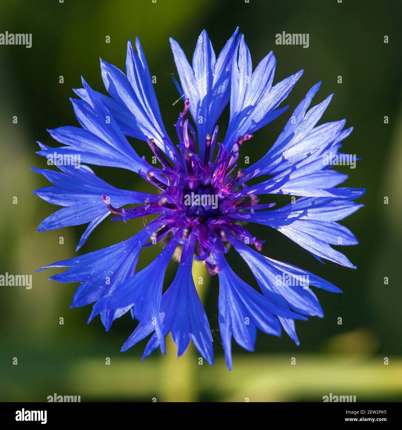 Bottone di cornflower o di bachelors in latino Centaurea cyanus Foto Stock