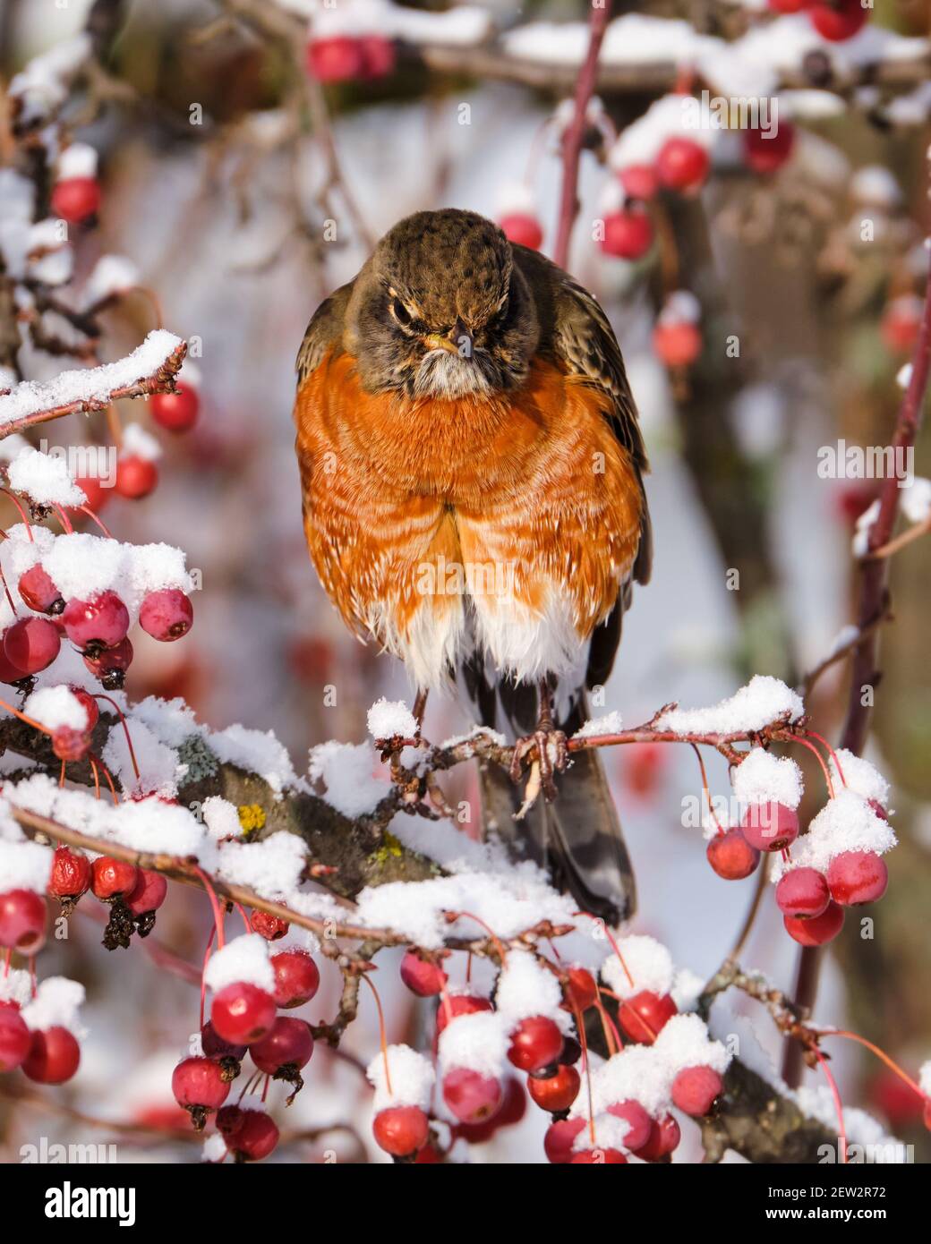 American Robin, Turdus migrratorius, guardando grumpy alla macchina fotografica, di fronte mentre si sta in piedi su neve coperto granchio mela albero Foto Stock