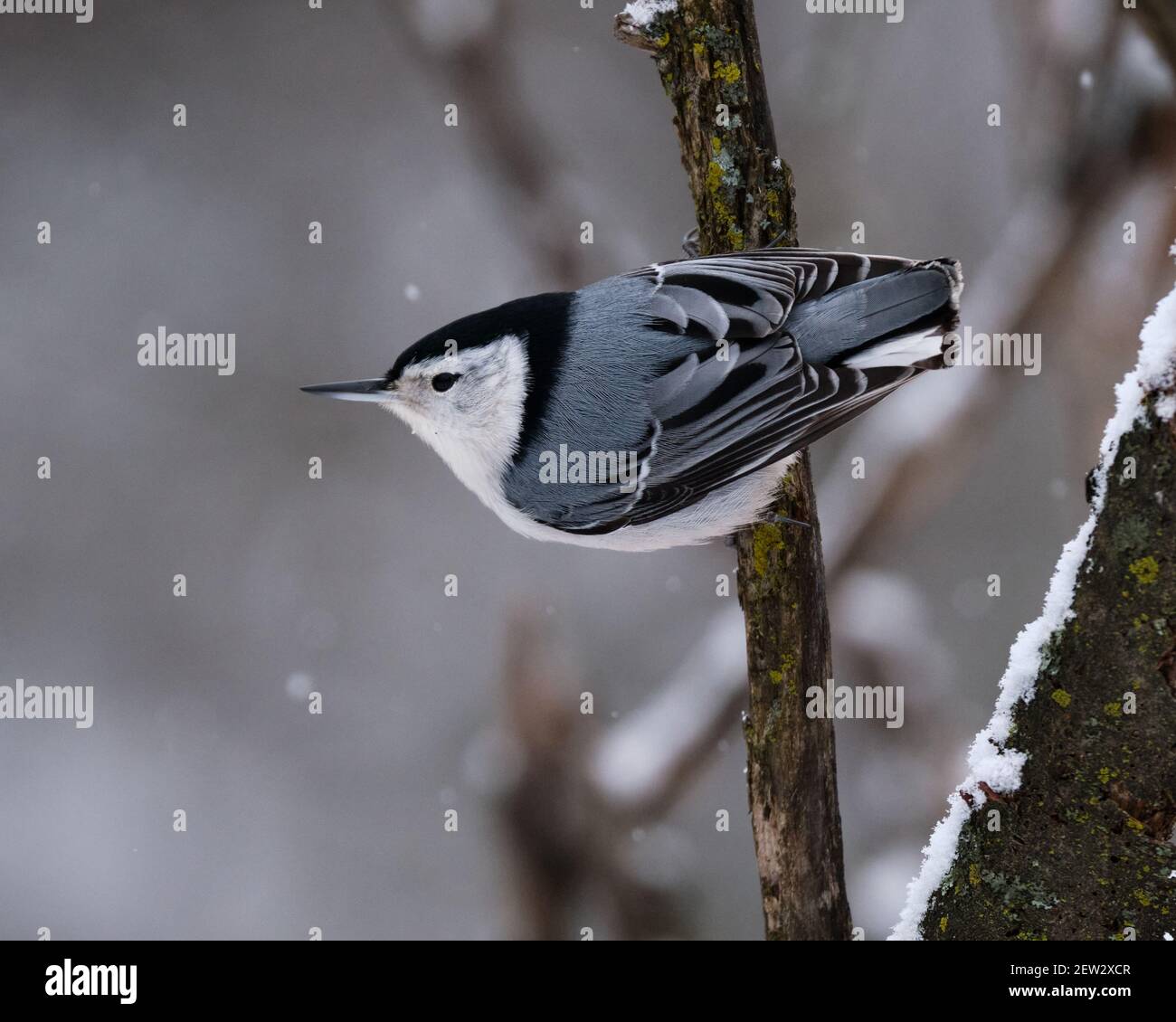 Nuthatch bianco, Sitta carolinensis. Arroccato con piume posteriori completamente in mostra Foto Stock
